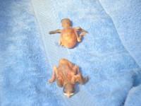 /album/criadouro-estrutura-e-passaros/imagem-105-jpg/